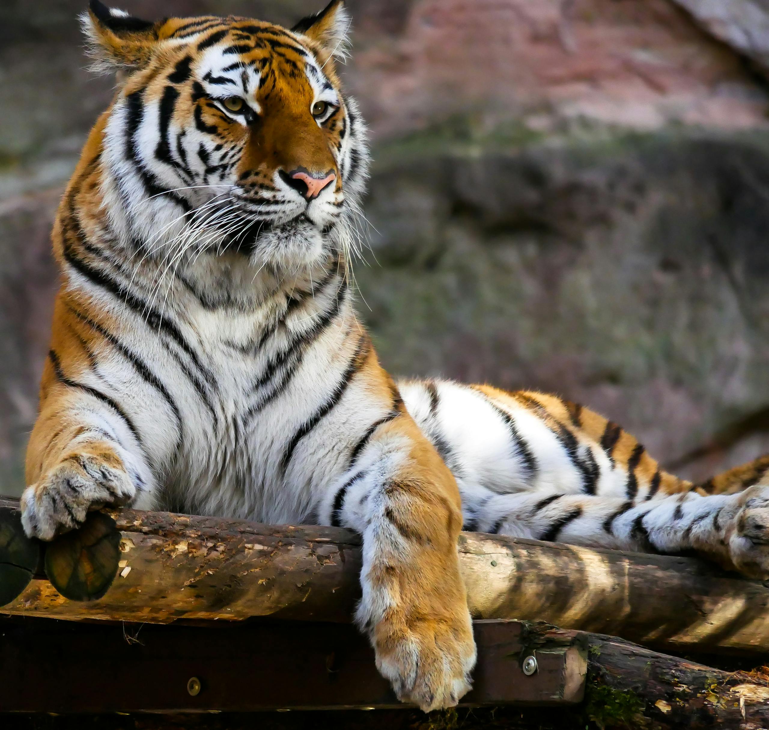 Close-up of a majestic tiger lying on a wooden platform, showcasing its fierce and regal presence.