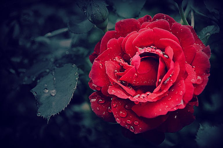 Selective Focus Photography of a Red Rose